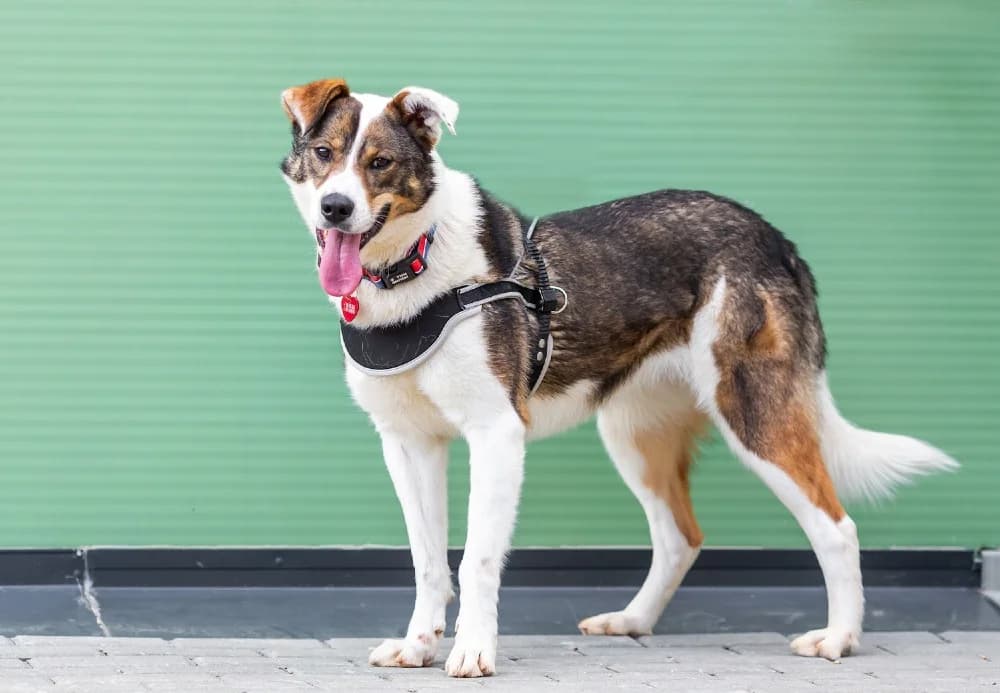 Mokka fee en kindervriend photo 2