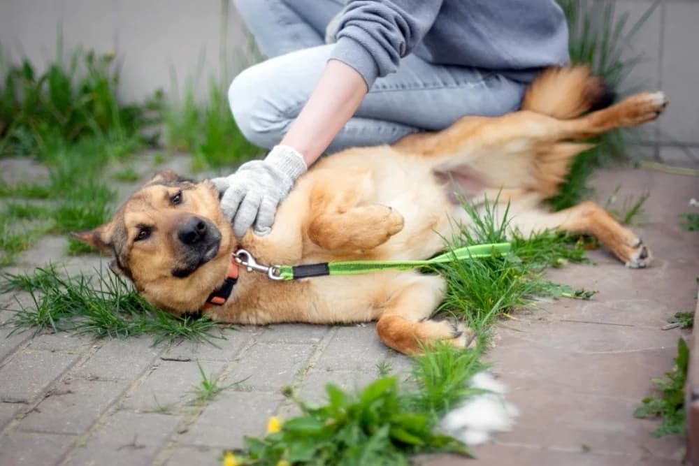 Naiti vrolijke roodharige photo 8