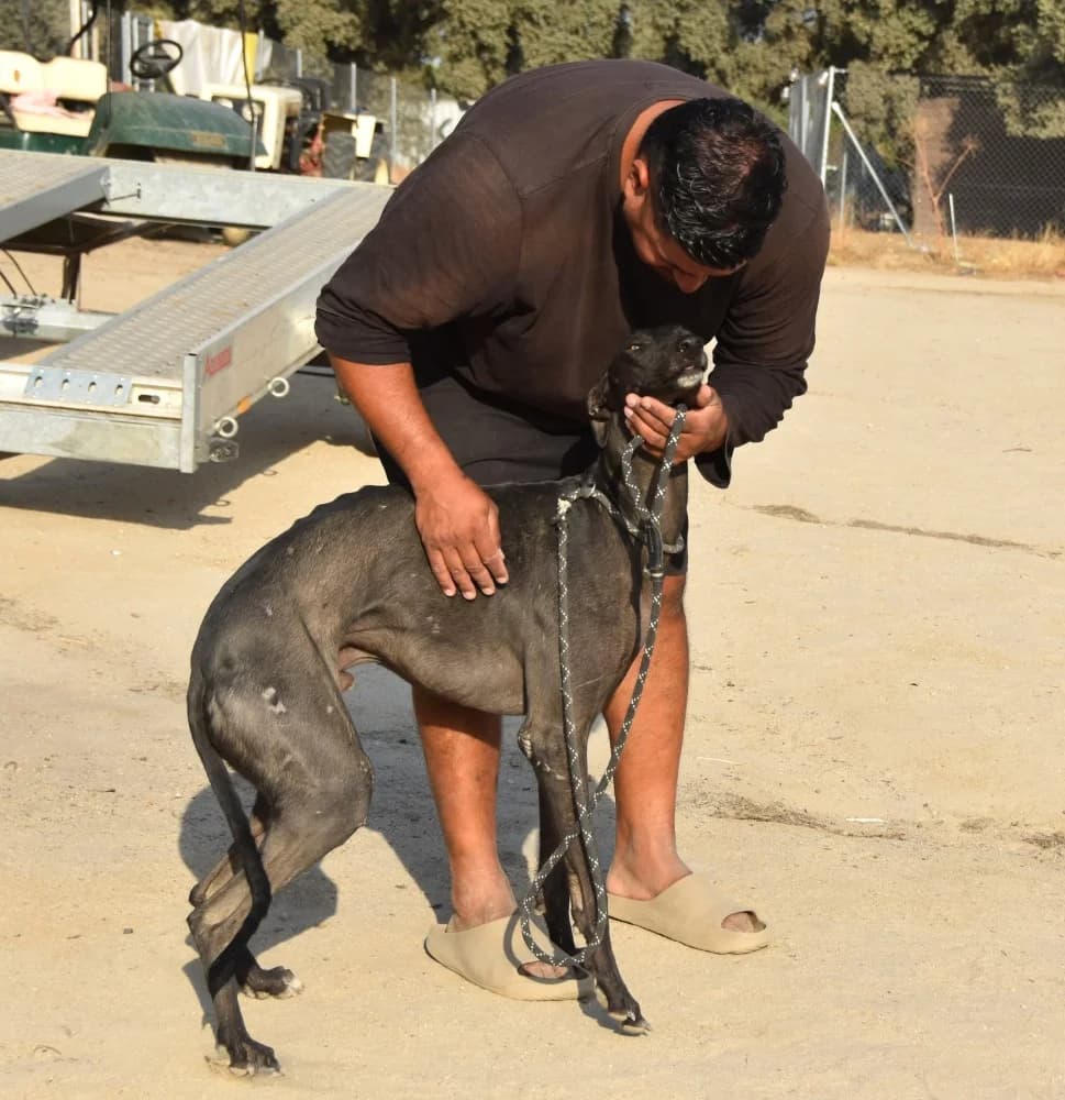 Nano de Barcience DC photo 5