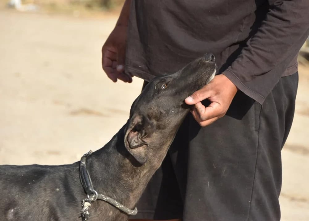 Nano de Barcience DC photo 2