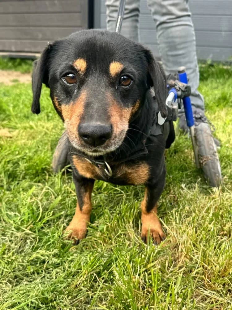 Ody BR gehandicapt photo 5