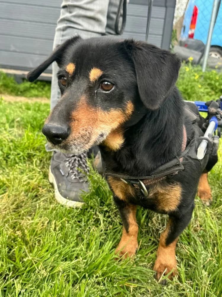 Ody BR gehandicapt photo 8