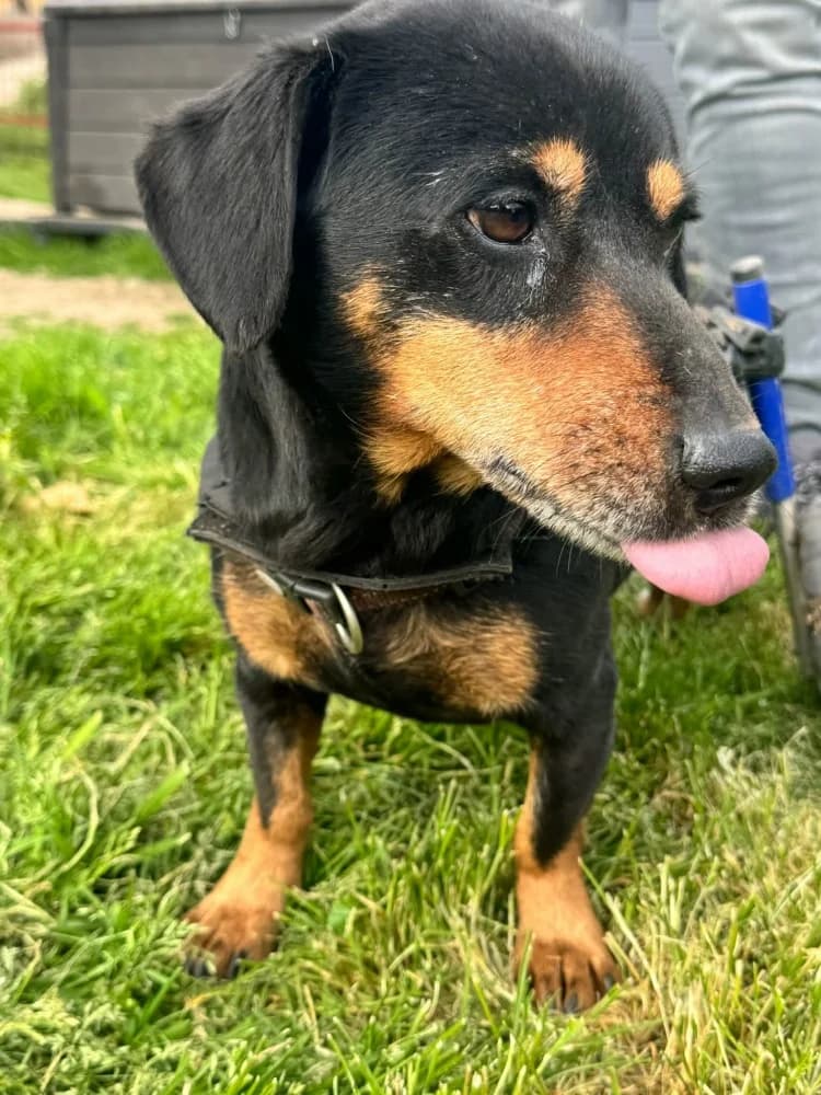 Ody BR gehandicapt photo 2