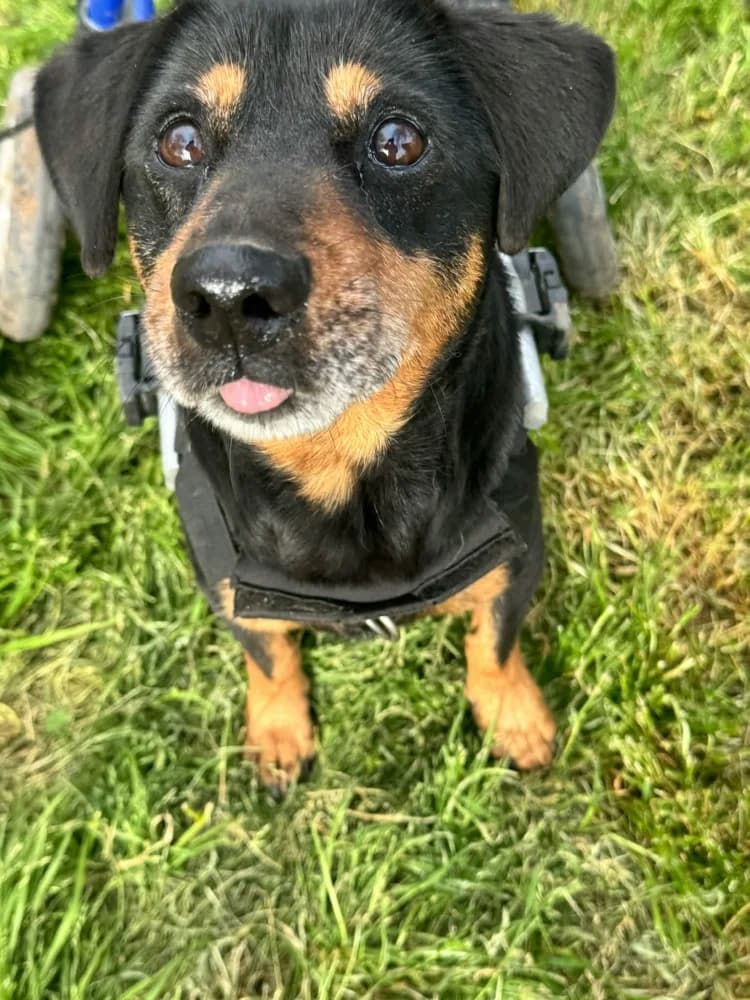 Ody BR gehandicapt photo 4