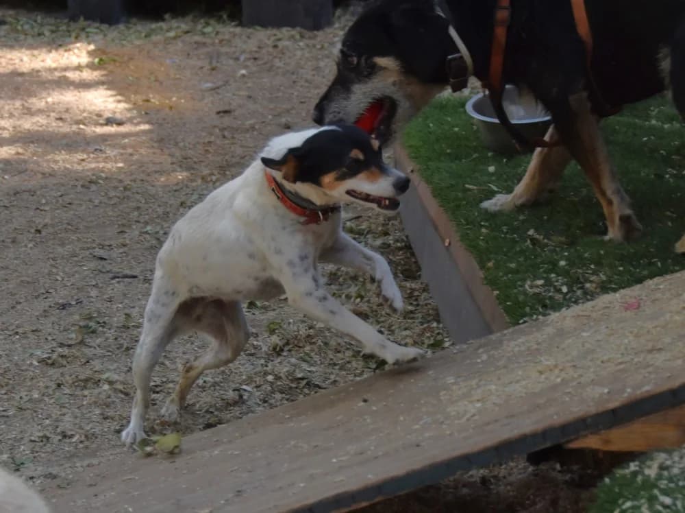 Olga BR, handicap photo 5