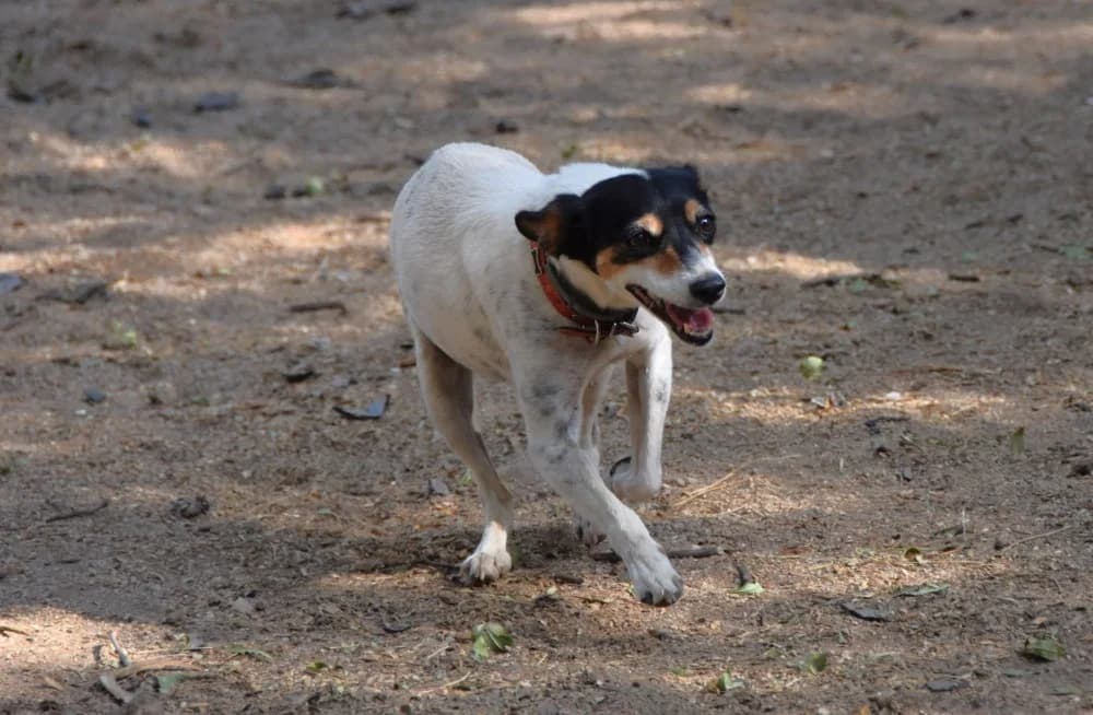 Olga BR, handicap photo 2