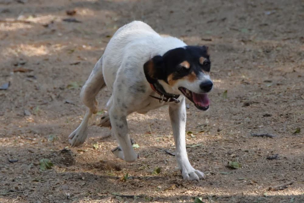 Olga BR, handicap photo 4