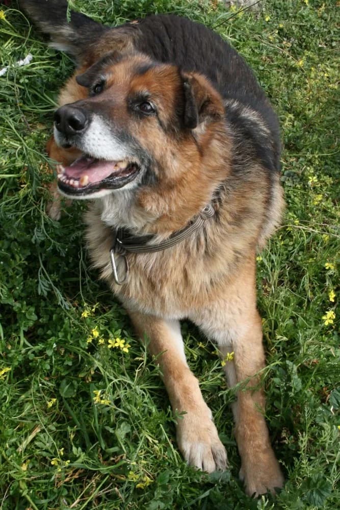 Orejas BR, senior photo 5