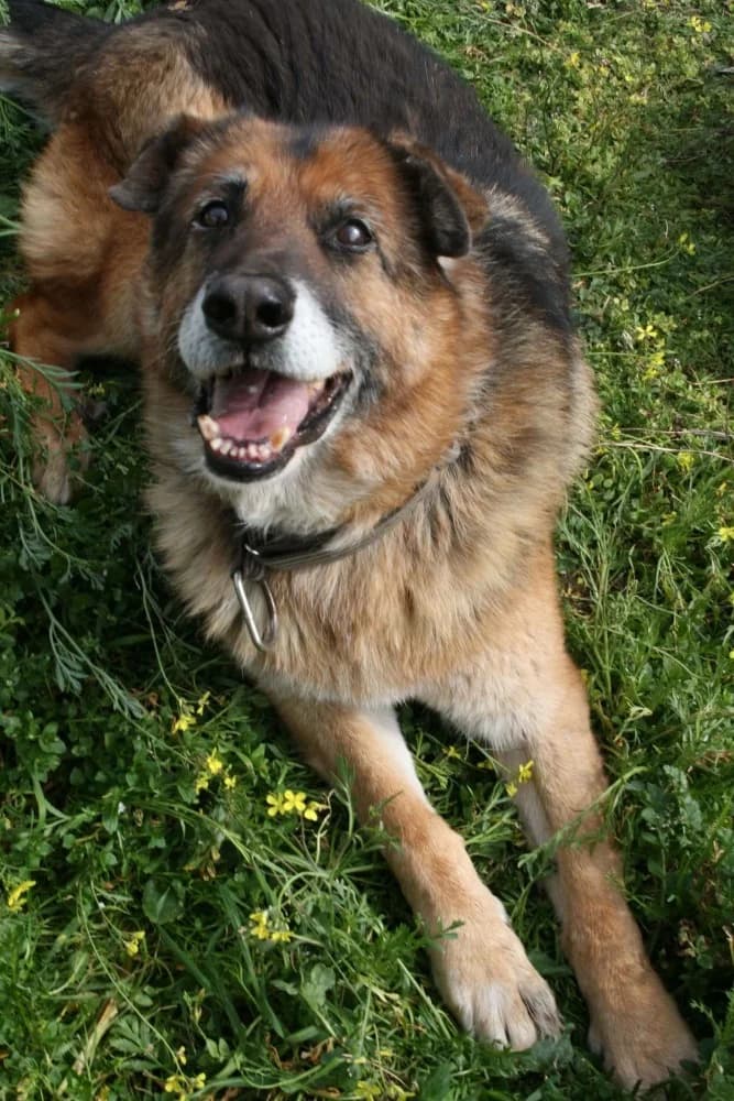 Orejas BR, senior photo 6