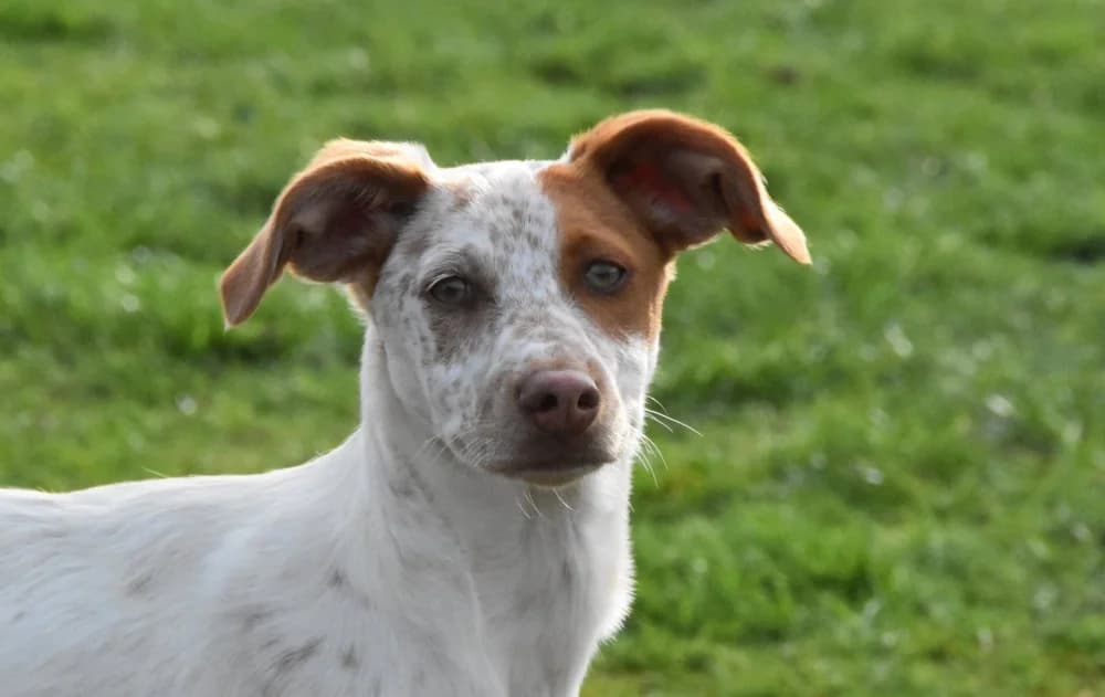 Pasha RP, in België!