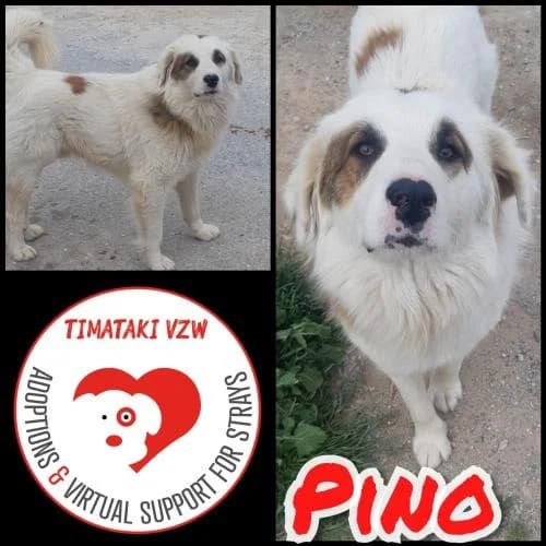 Pino