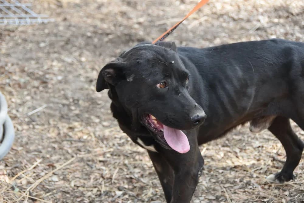 Polvorilla DC photo 7