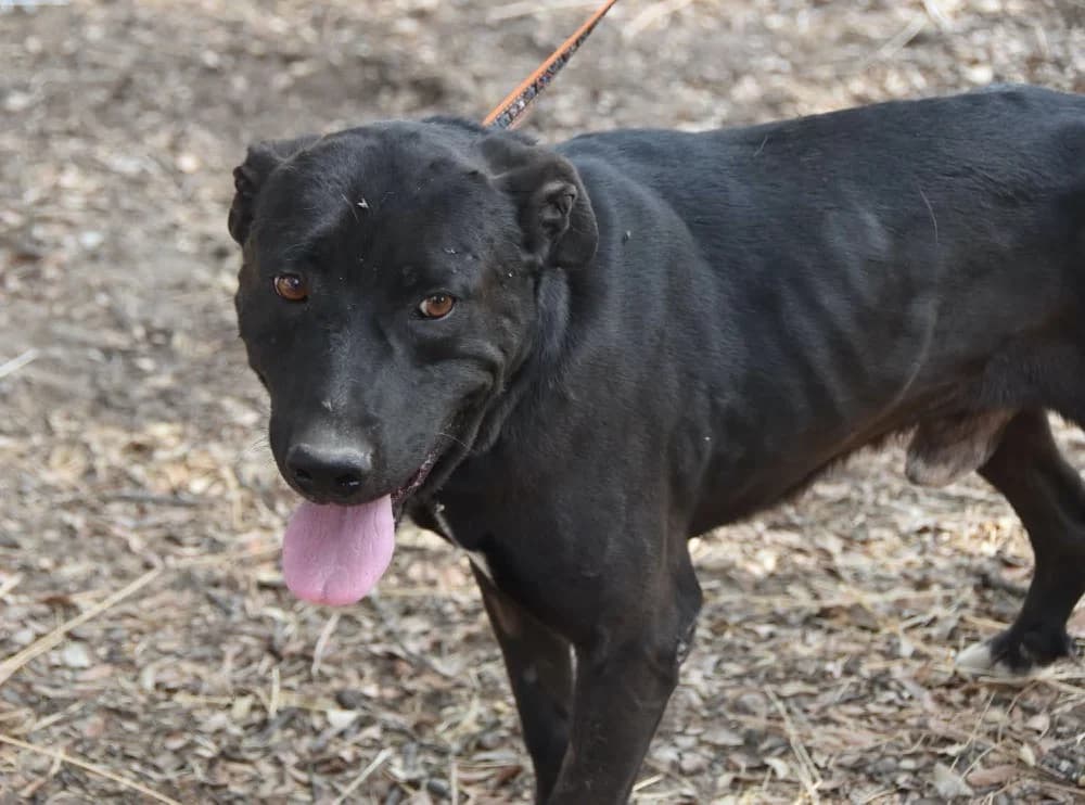 Polvorilla DC photo 8