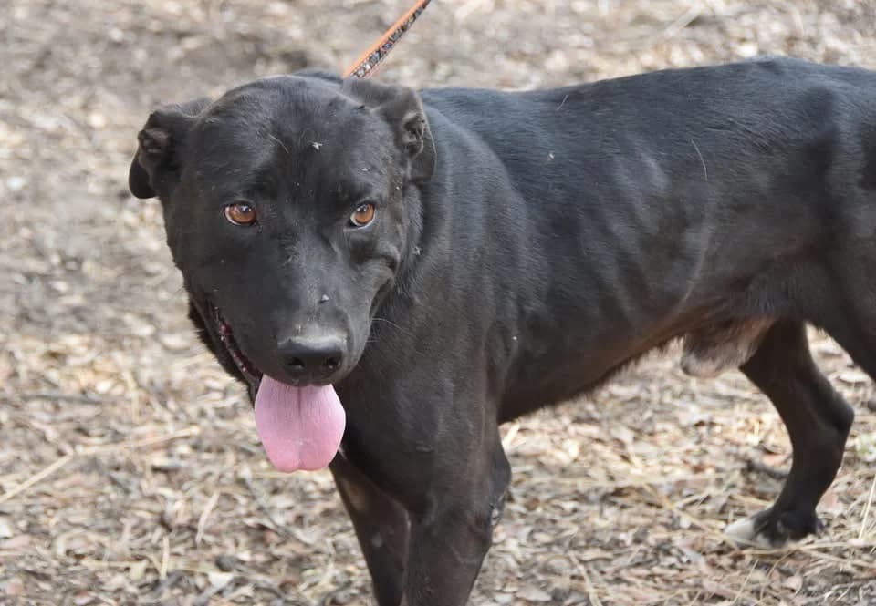 Polvorilla DC photo 2