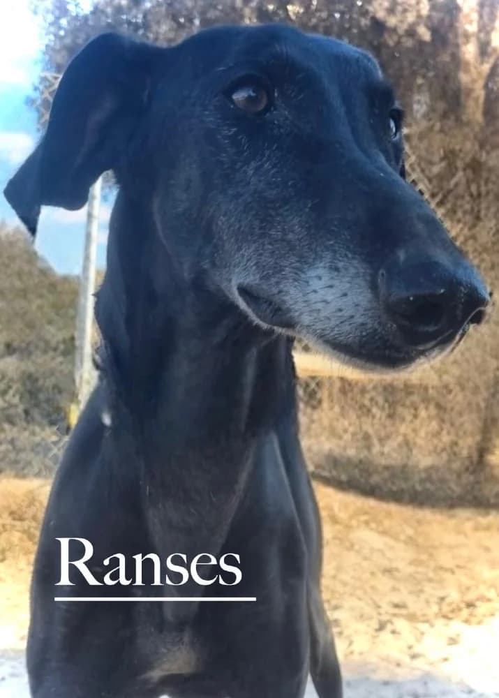 Ranses