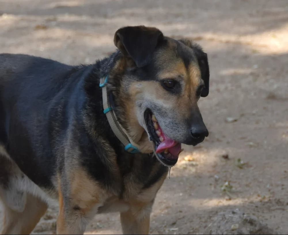 Roberto BR, senior photo 5