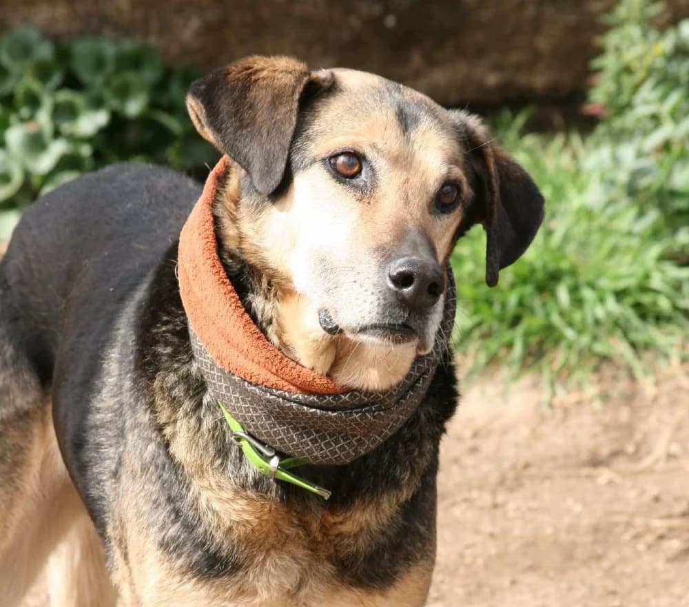 Roberto BR, senior photo 6