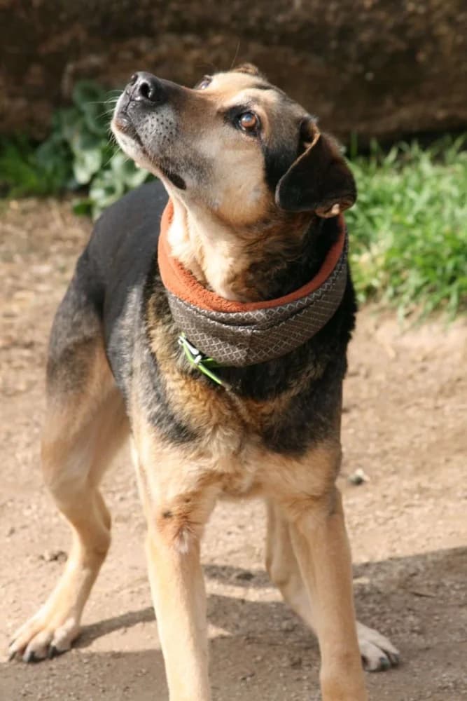 Roberto BR, senior photo 7