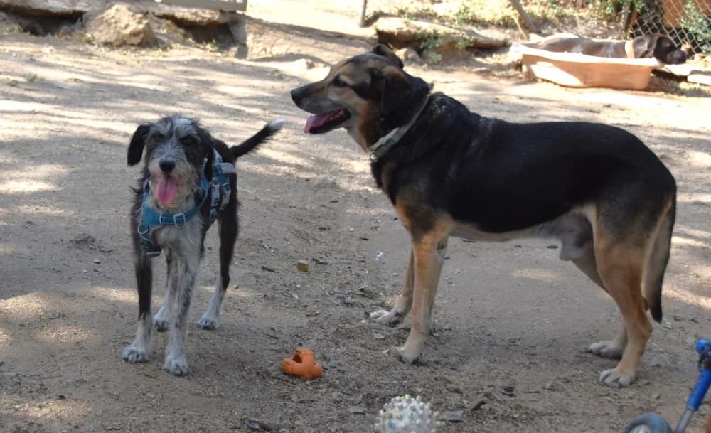 Roberto BR, senior photo 3