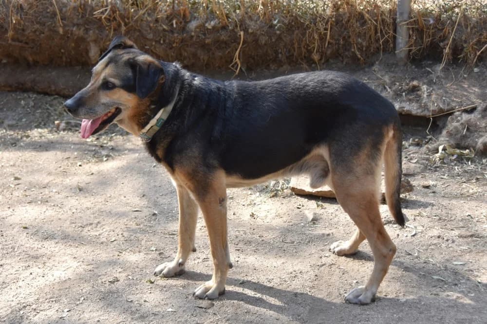 Roberto BR, senior photo 4