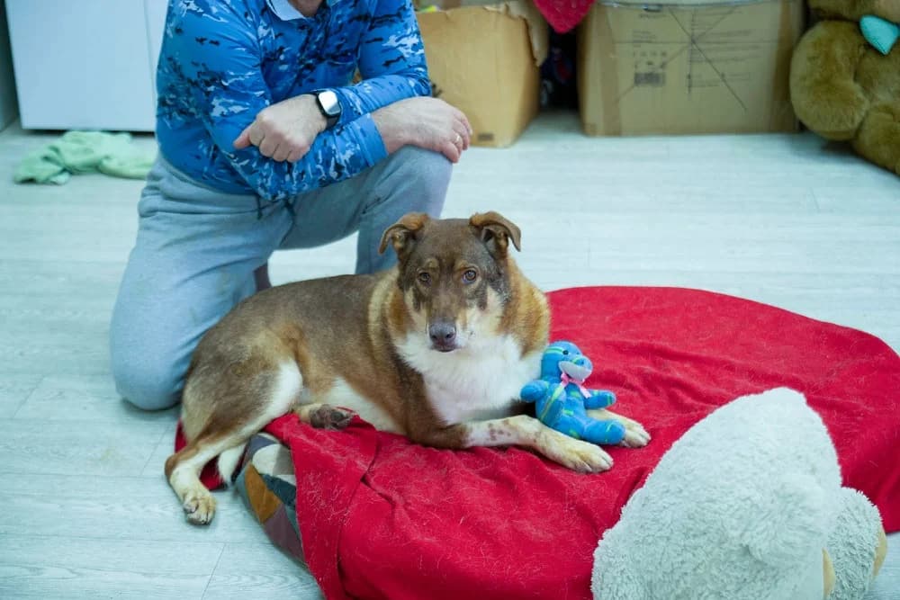 Shaffran – hart van goud photo 4