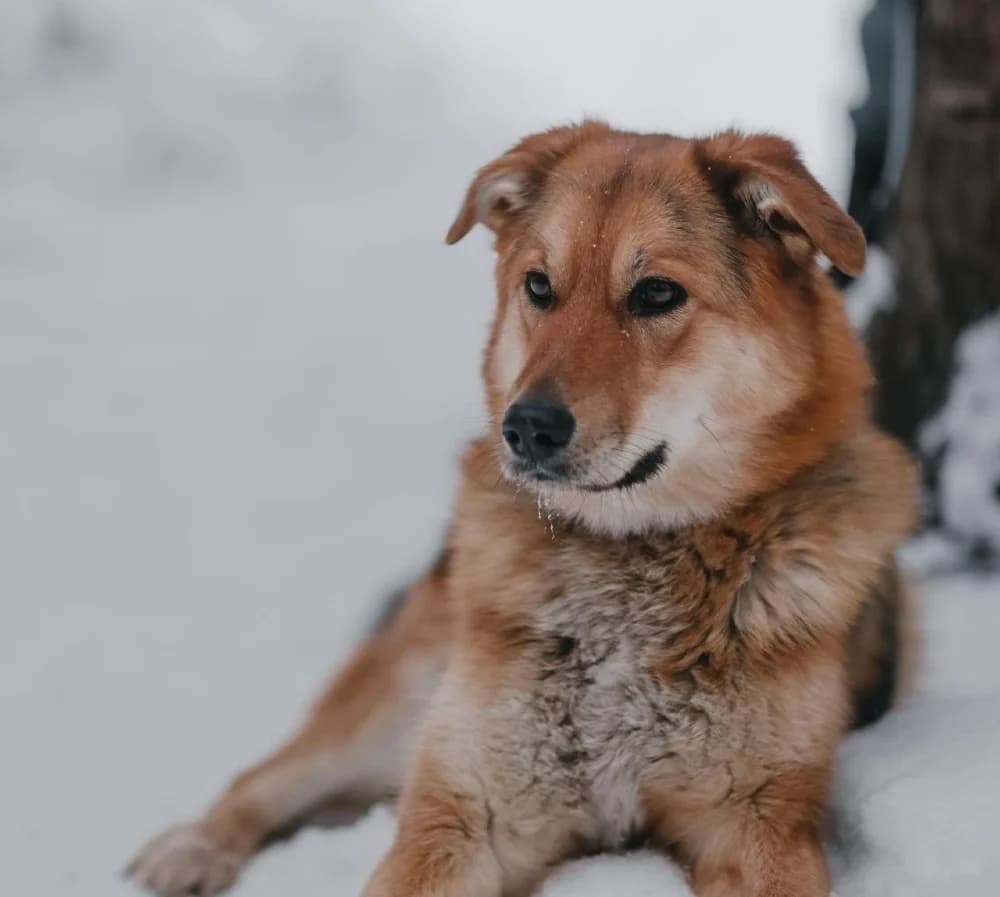 Sheila lief vosje photo 5