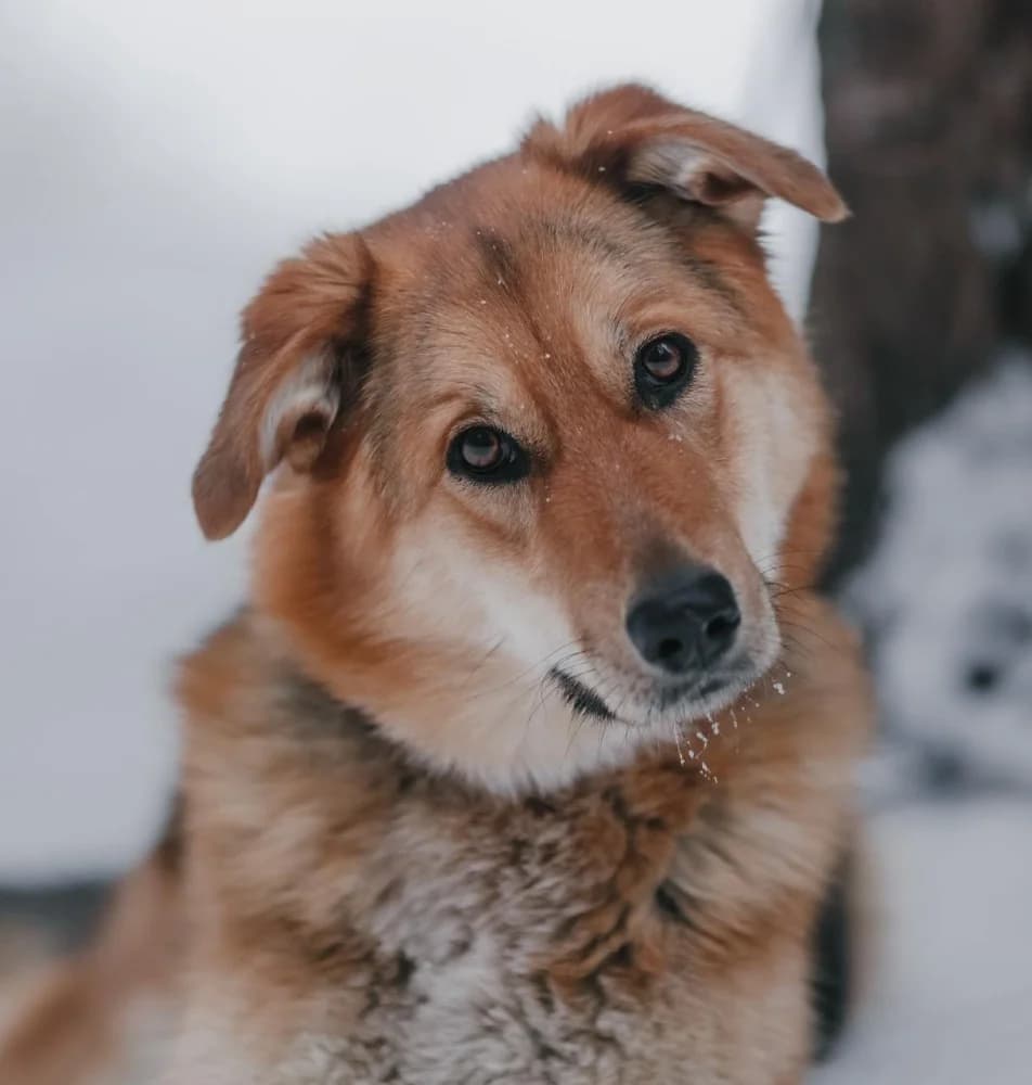 Sheila lief vosje photo 6