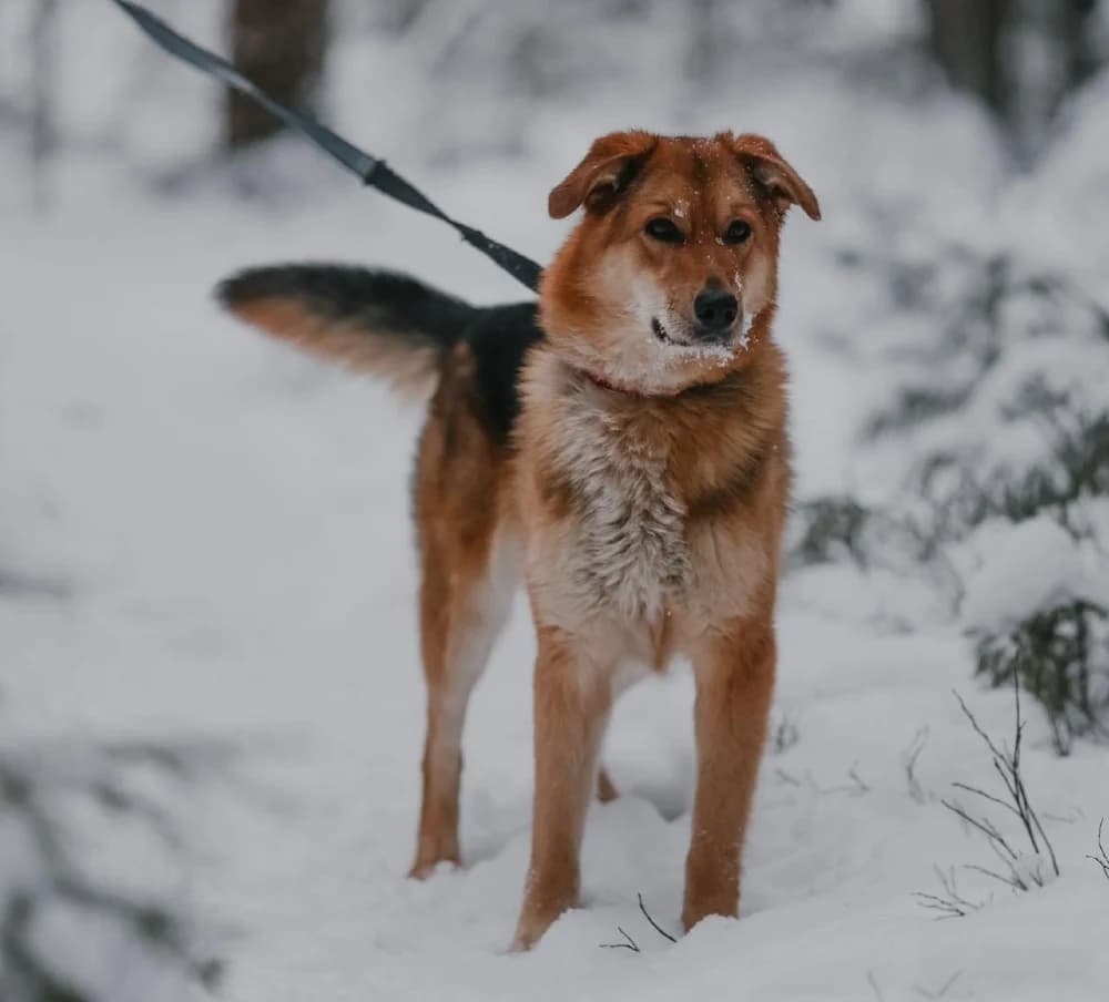 Sheila lief vosje photo 2