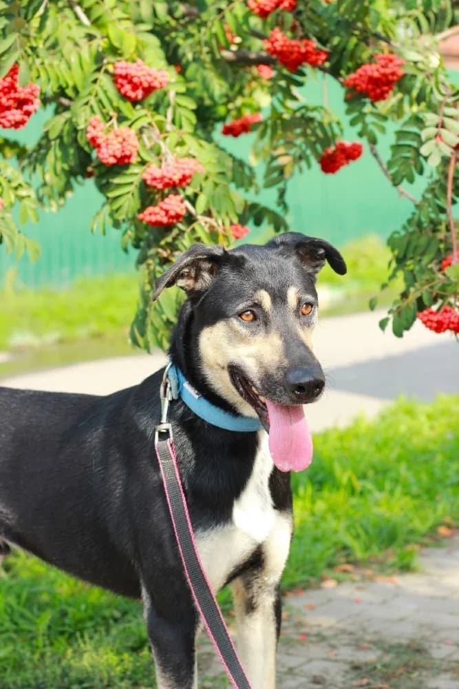 Snoopy knap en vrolijk! photo 7