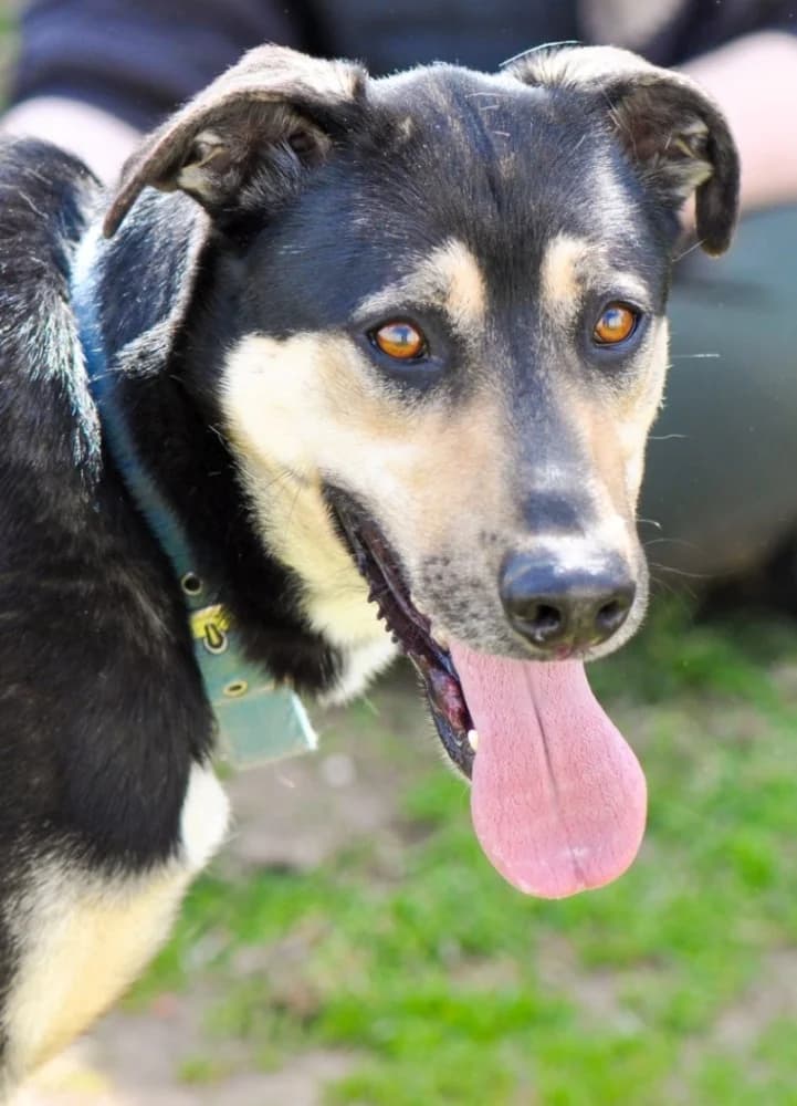 Snoopy knap en vrolijk! photo 3