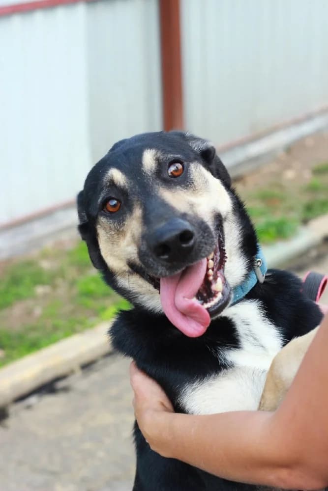 Snoopy knap en vrolijk! photo 4