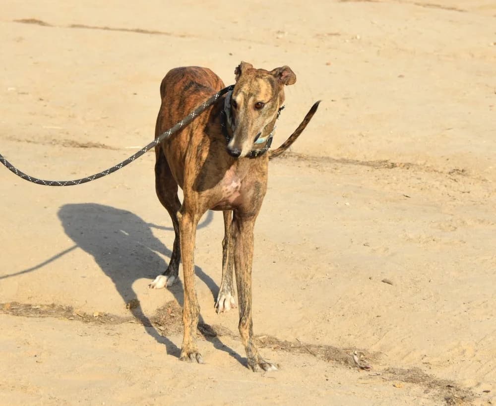 Solo de Moris DC photo 5