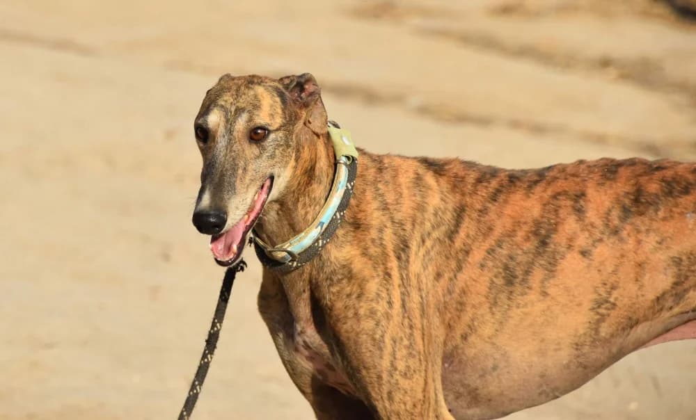 Solo de Moris DC photo 2