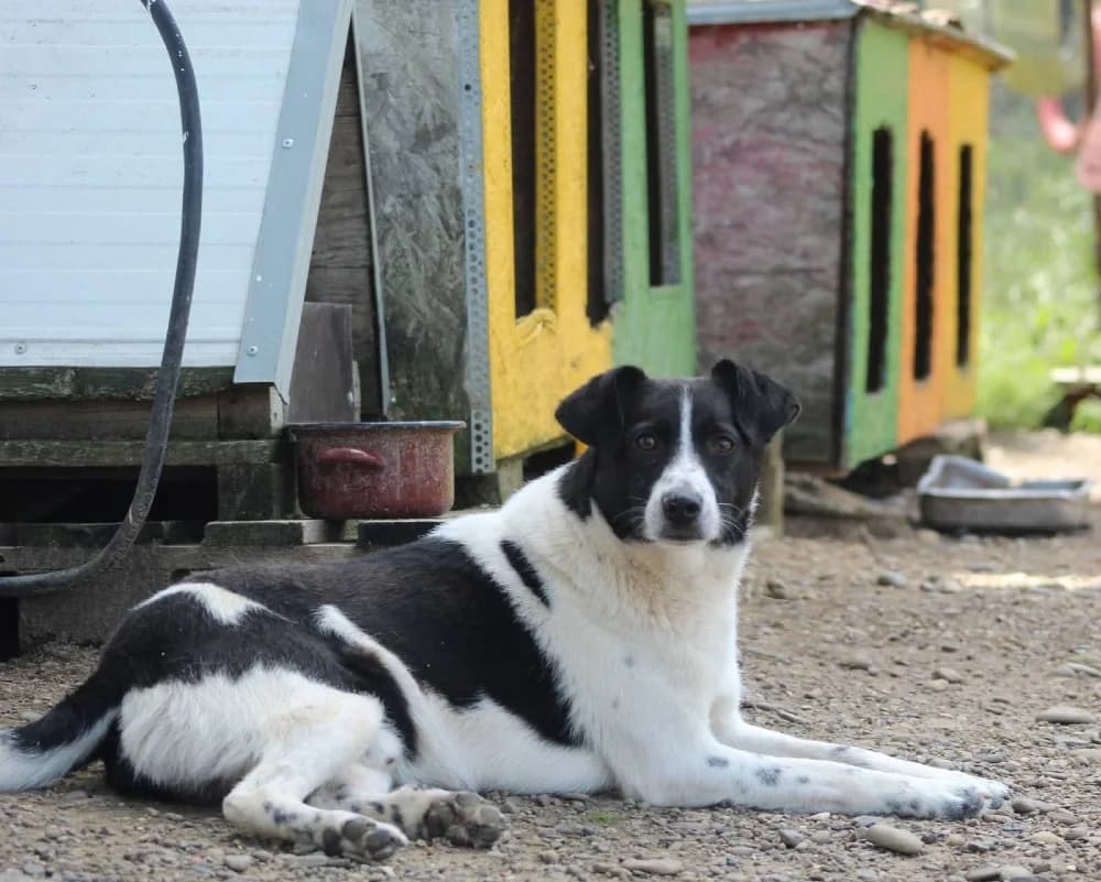 ❤️Spike❤️ photo 5