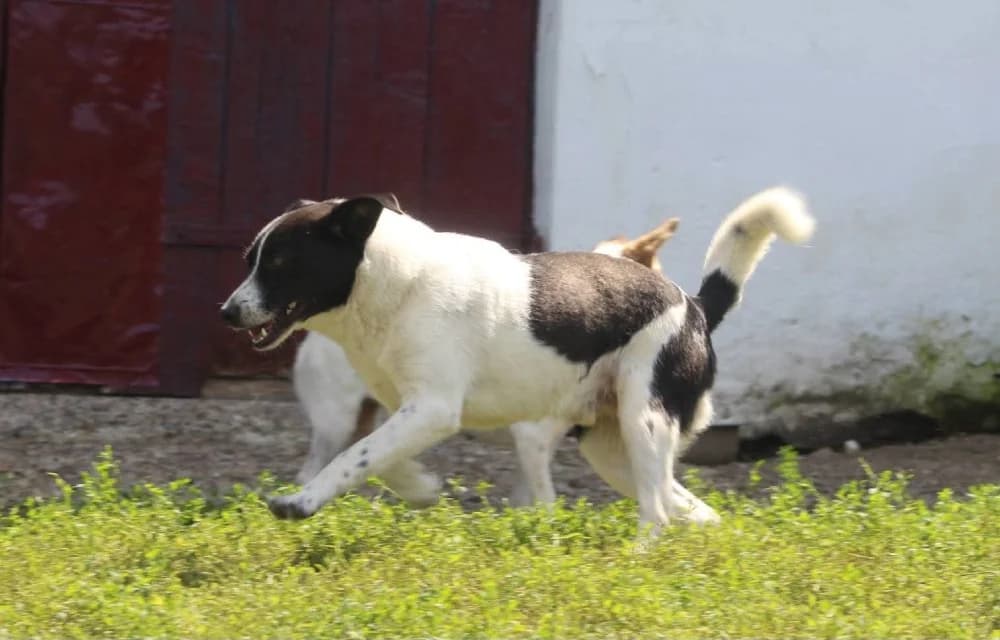 ❤️Spike❤️ photo 6