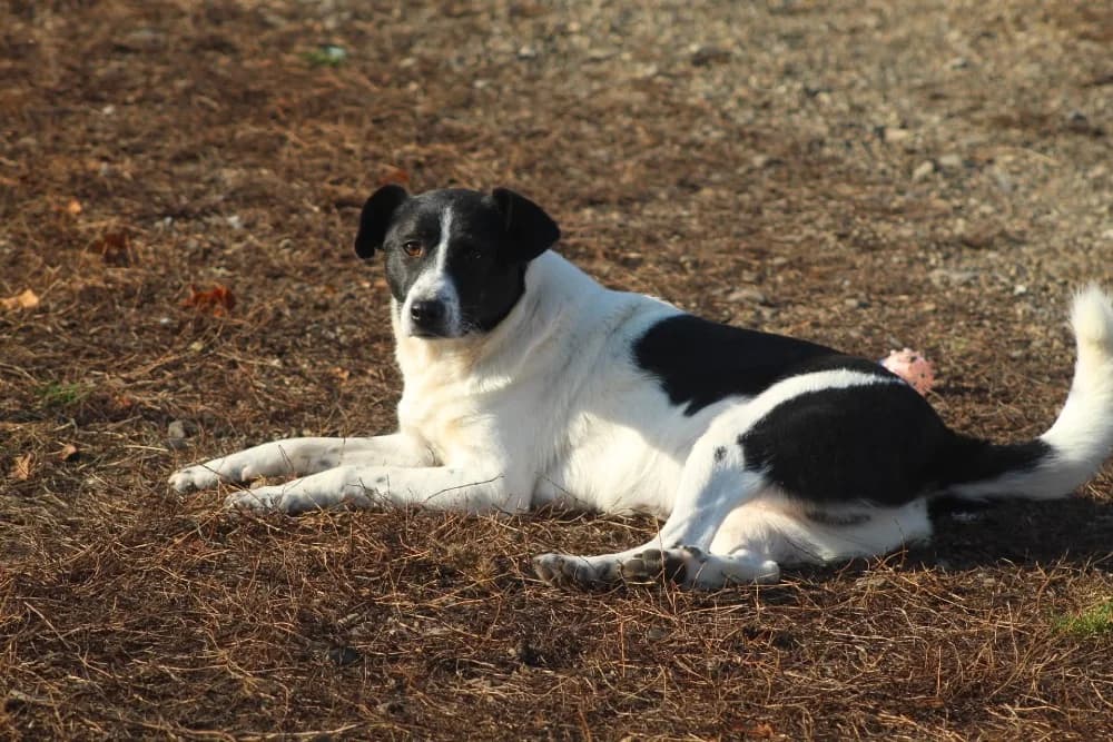 ❤️Spike❤️ photo 3