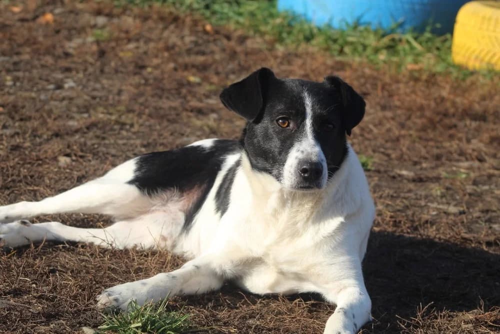 ❤️Spike❤️ photo 4