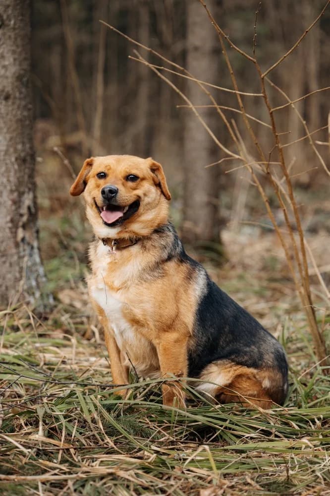 Tessa 45 cm van vreugde photo 7