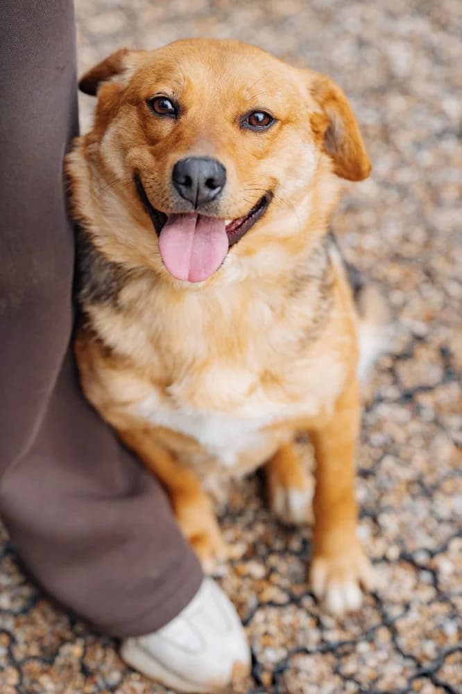 Tessa 45 cm van vreugde photo 2