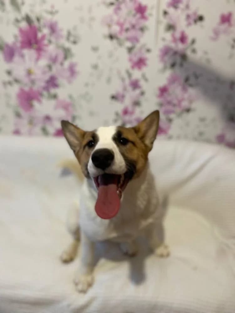 Trisha – een droom hond ! photo 7