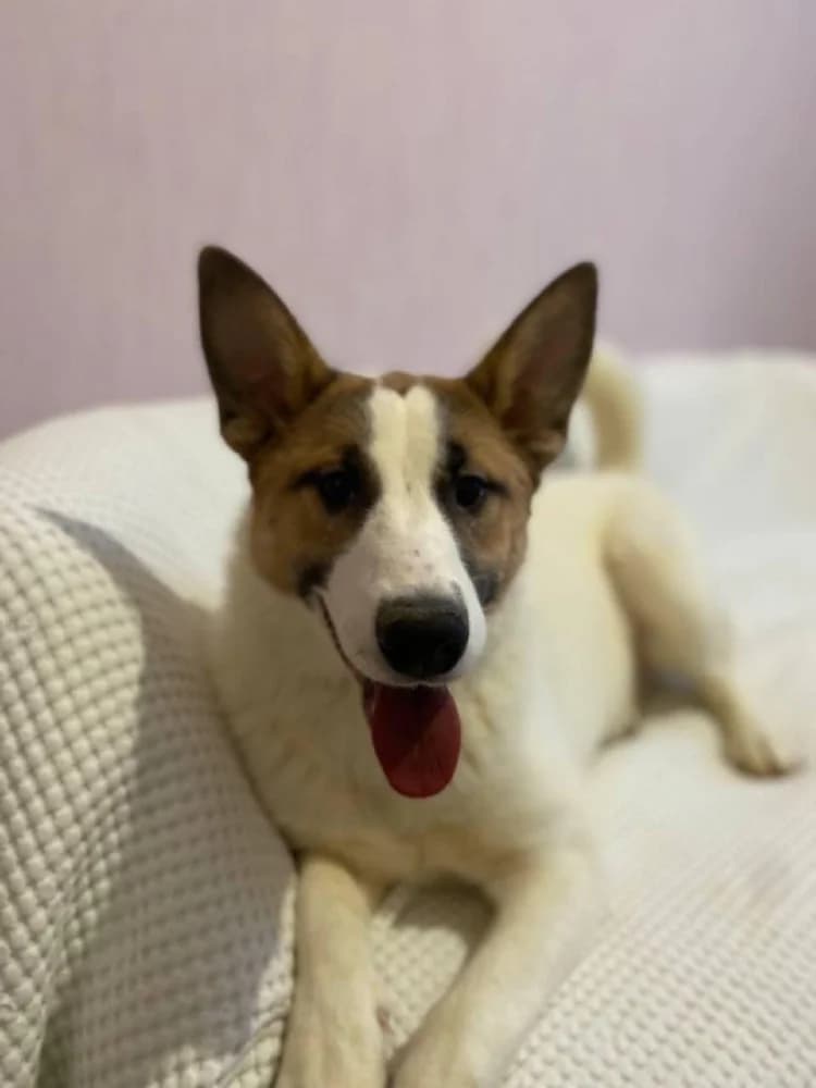 Trisha – een droom hond ! photo 8