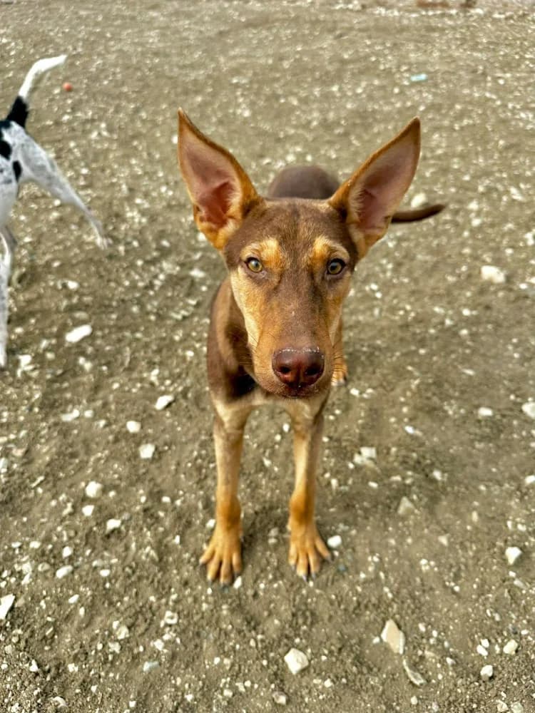 VALENTINA*kattestmogelijk photo 5