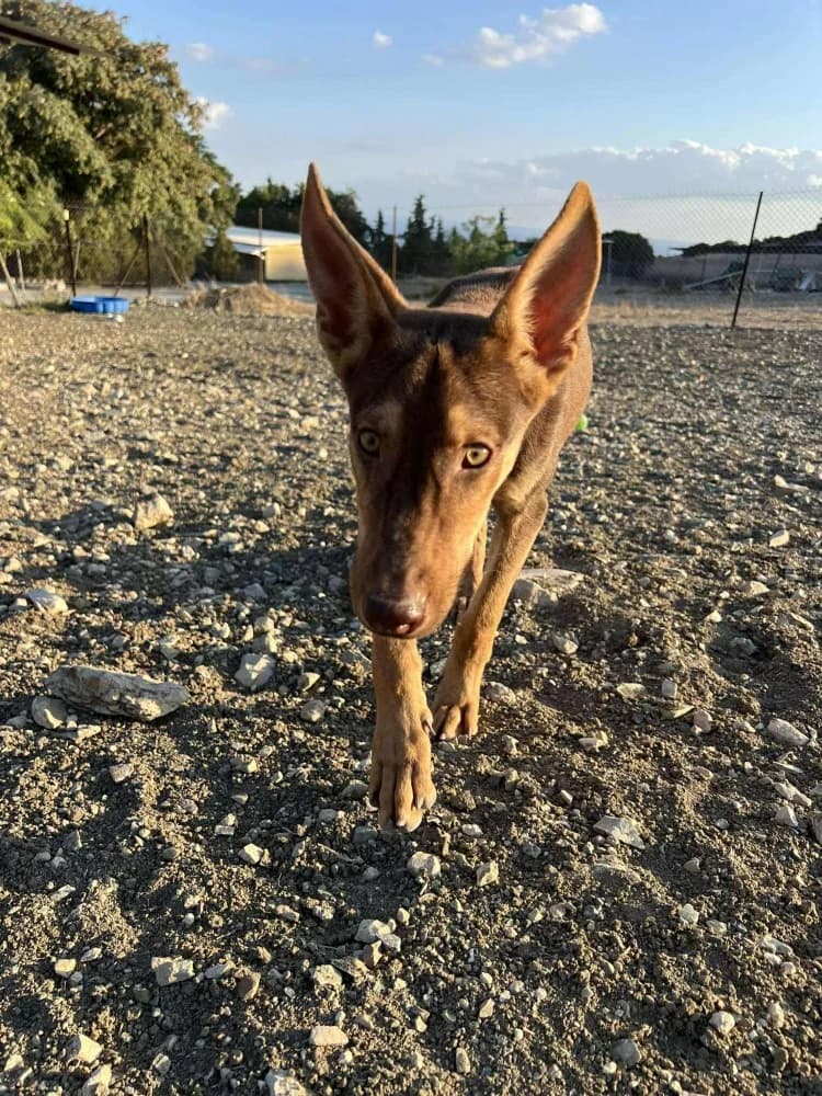 VALENTINA*kattestmogelijk photo 6