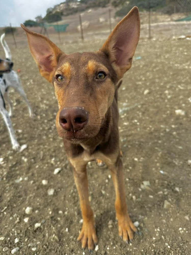 VALENTINA*kattestmogelijk