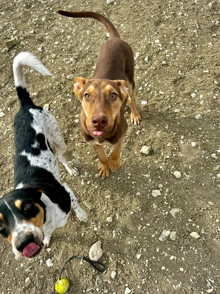 VALENTINA*kattestmogelijk photo 3