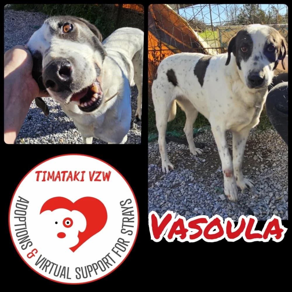 Vasoula