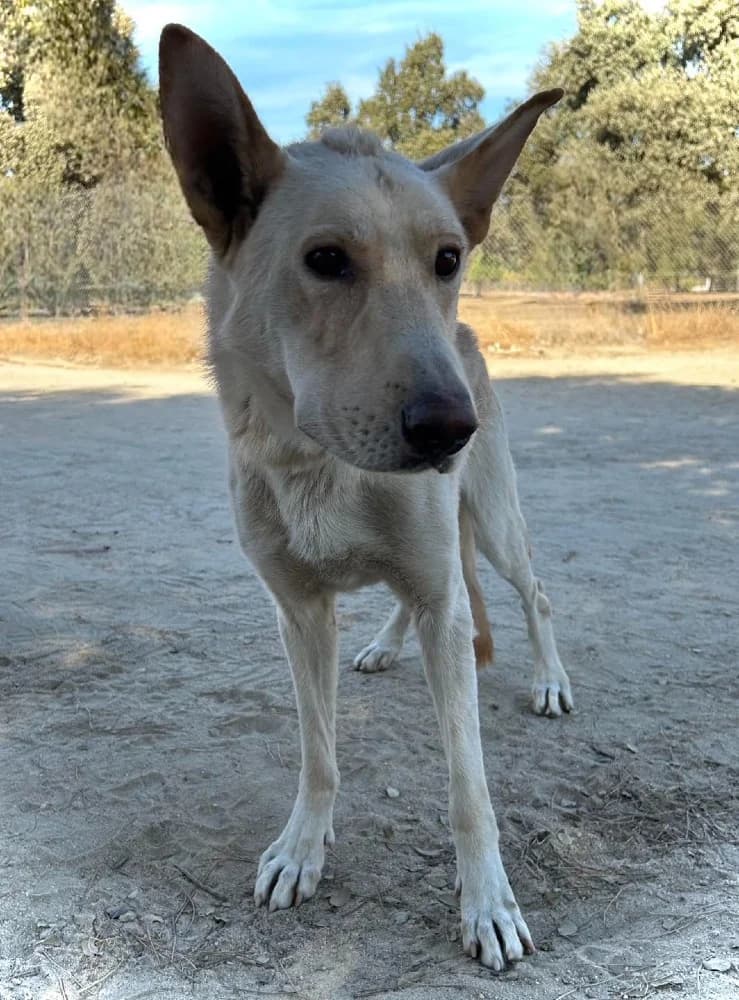 Vento-Galicische herdersh photo 5