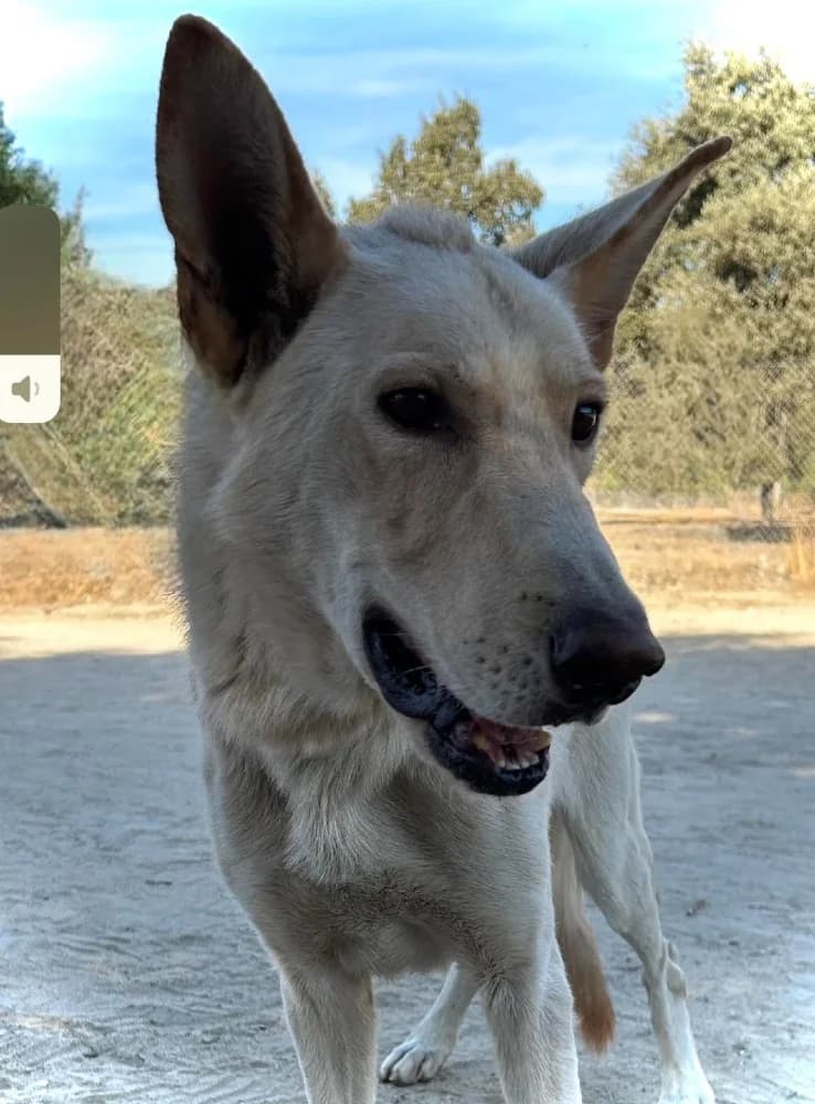 Vento-Galicische herdersh