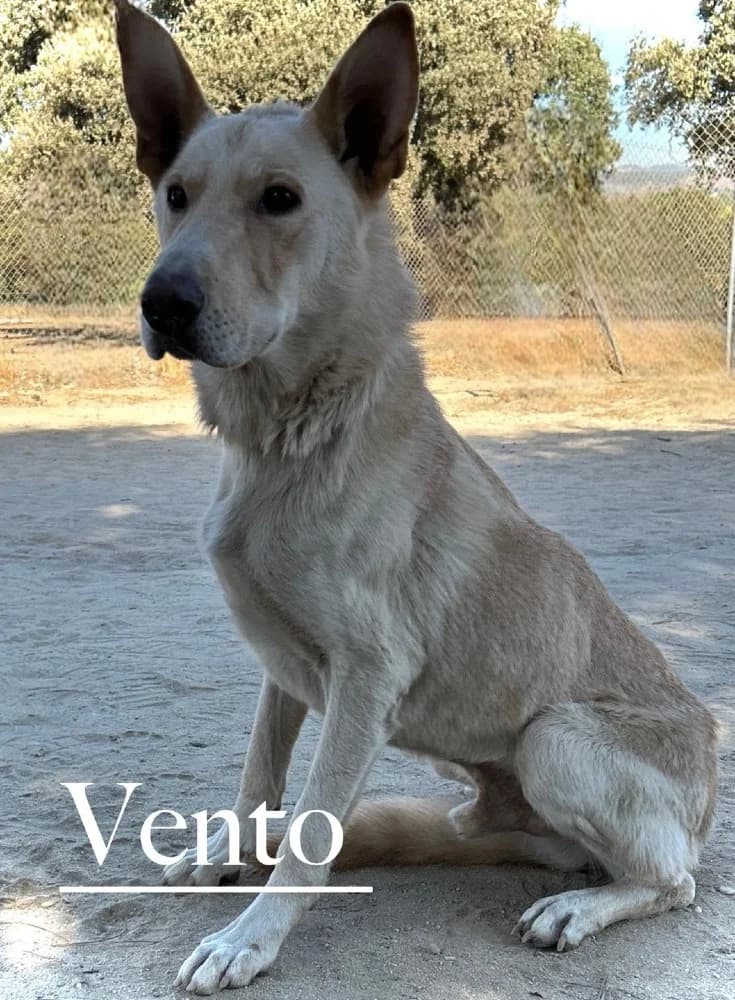 Vento-Galicische herdersh photo 3