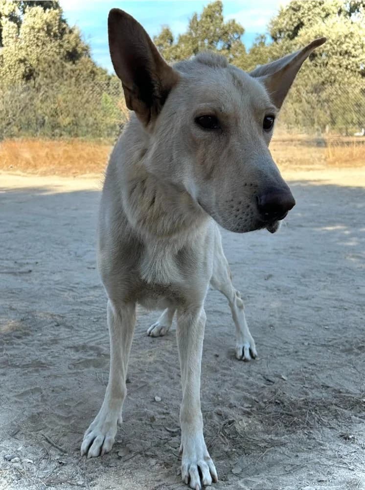 Vento-Galicische herdersh photo 4